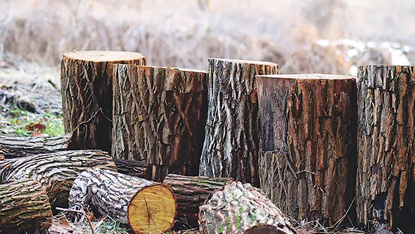 家具原木木材进口清关流程